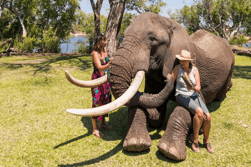Elephant Interaction Experience