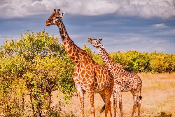 Nairobi City Drive, Elephant Orphanage, Giraffe Centre & Maasai Market