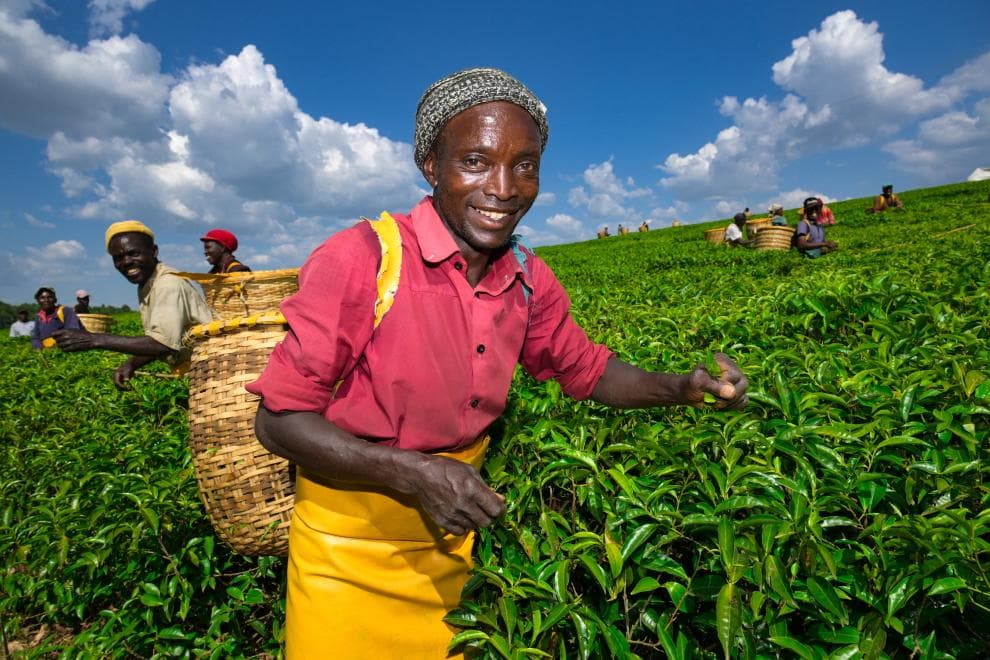 Tea Farm Experience